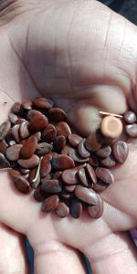 seed-bank-4