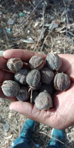 seed-bank-5